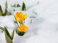Sneg u aprilu: Narodno verovanje