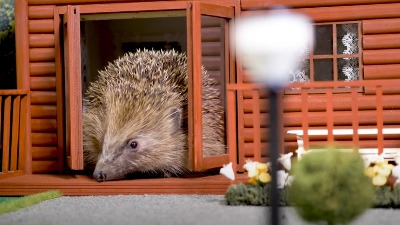 Ježevi izumiru? Napravljen park za "spas" (VIDEO)
