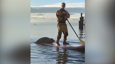 Veslanje zimi: Čovek na dasci, penje mu se FOKA (VIDEO) 