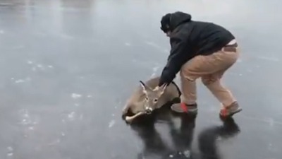Rizikovao život kako bi spasao srnu (VIDEO) Rizikovao život kako bi spasao srnu (VIDEO)