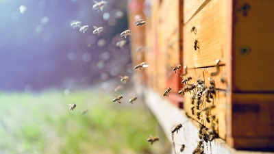 Tri osobe završile u Hitnoj nakon ujeda pčele