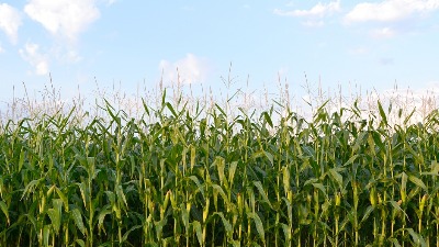 Suša spržila 70 posto roda kukuruza u Vojvodini