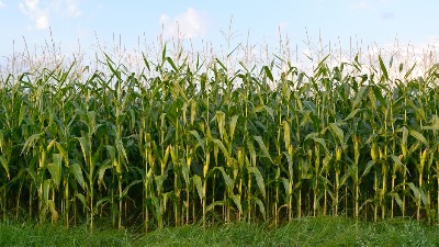 NADA: Doneti mere podrške zbog smanjenog roda kukuruza i soje
