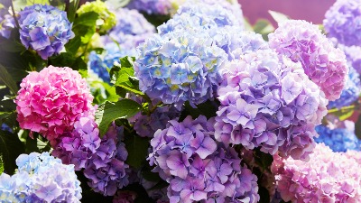 Trik kojim možete promeniti boju hortenzije