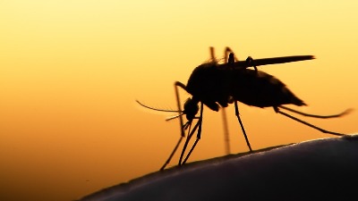  Sutra suzbijanje komaraca u naseljima pored Dunava