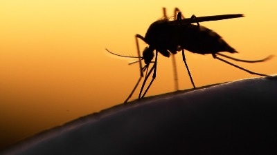 Najezda komaraca kakva nije viđena 50 godina: Šta je uzrok?