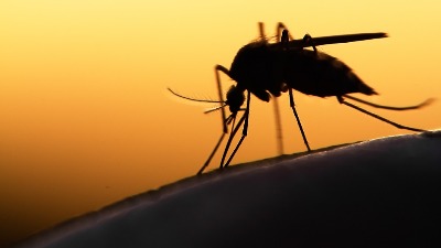 OPASAN VIRUS otkriven kod komaraca u Srbiji