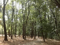 Beograd ostaje: Nećemo dozvoliti seču Košutnjaka