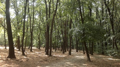 Beograd ostaje: Nećemo dozvoliti seču Košutnjaka