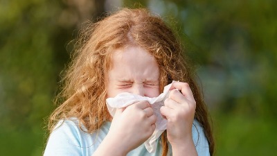 Sa padom temperature kreće AMBROZIJA, sve zakorovljeno