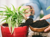 Lišće vaše biljke se SUŠI i opada? Evo kako da je spasite pre nego što bude kasno 