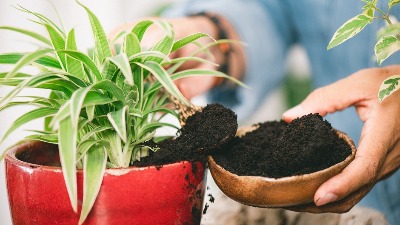 Lišće vaše biljke se SUŠI i opada? Evo kako da je spasite pre nego što bude kasno 