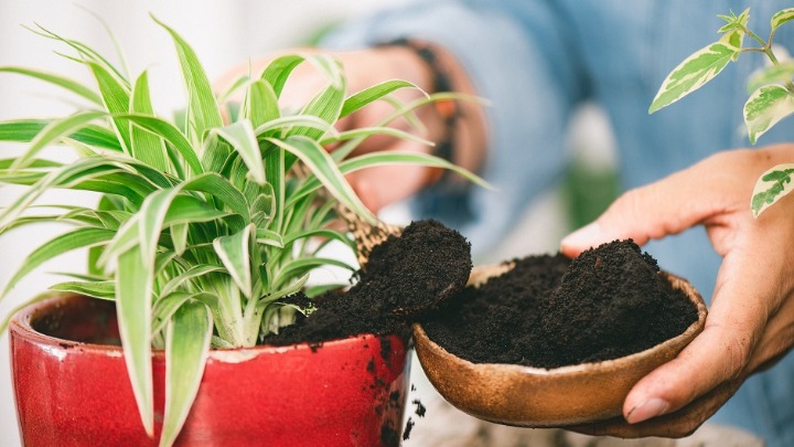 Lišće vaše biljke se SUŠI i opada? Evo kako da je spasite pre nego što bude kasno 