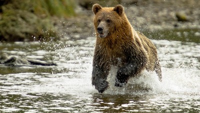 Medved izazvao paniku na Halkidikiju