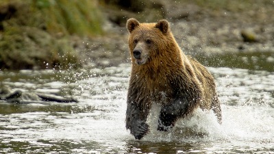 Medved kod Prijepolja napravio haos