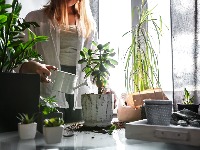 Nenadmašan lek za uvele biljke: Koren samo potopite u ovu kupku - BIĆE KAO NOVA