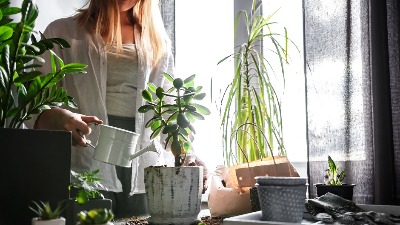 Nenadmašan lek za uvele biljke: Koren samo potopite u ovu kupku - BIĆE KAO NOVA