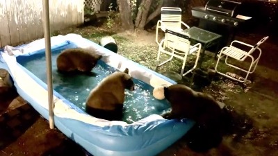 Medvedi ušli deci u bazen: Noćno "iznenađenje" (VIDEO)