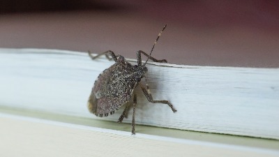 Smrdibube se užasno plaše jedne stvari: Samo stavite ovo kod ulaznih vrata i nestaće