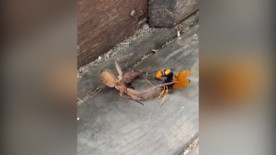 Sukob pauka i ose do smrti: Ko će pobediti? (VIDEO)