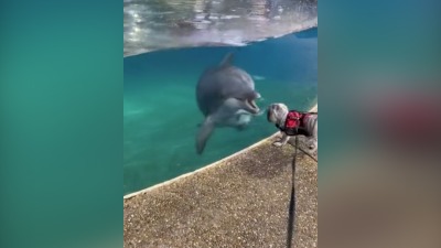 Pas i delfin: Rodila se ljubav (VIDEO)