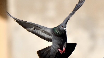 Kako da zaštitite terasu od golubova?