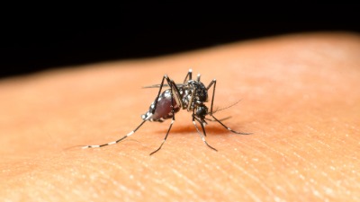 Otkriveni zaraženi komarci u Srbiji