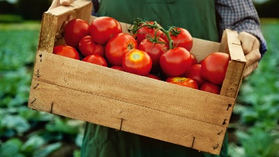 Boranija i paradajz: Savršena salata