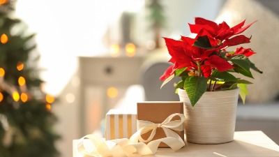 Ovaj CVET je simbol bogatstva, uspeha i sreće, a krije i predivnu LEGENDU (FOTO) 