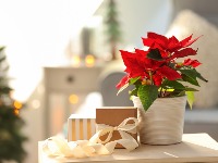 Božićna zvezda je kraljica praznika: Evo gde treba da je držite u KUĆI - privlači sreću i blagostanje 