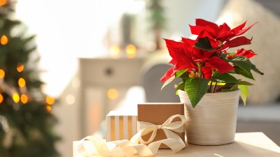 Božićna zvezda je kraljica praznika: Evo gde treba da je držite u KUĆI - privlači sreću i blagostanje 