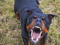 5 NAJAGRESIVNIJIH RASA PASA: Nećete verovati koja mala rasa je na listi