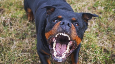 5 NAJAGRESIVNIJIH RASA PASA: Nećete verovati koja mala rasa je na listi