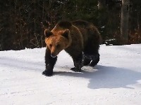 Medved napao policajce i usmrtio jednog čoveka?!