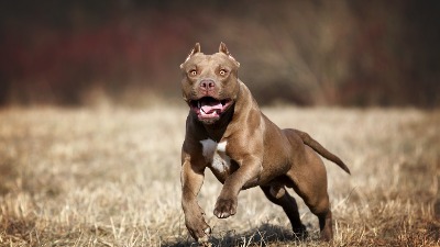 Pitbul nasrnuo na ženu sa bebom i povredio ih