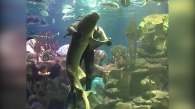 SAMO U RUSIJI: Ronilac pleše sa ajkulom (VIDEO)