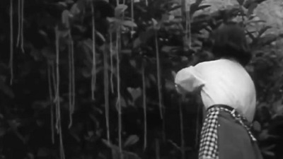 BBC prevazišao sve: Snimak sa berbe špageta (VIDEO)