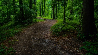 Nacionalni park Fruška gora osuđen zbog bespravne seče šume