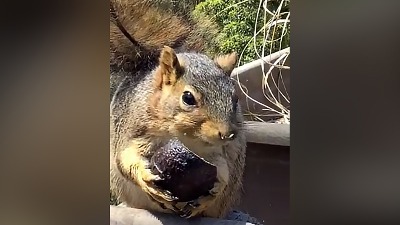 OBOŽAVANJE: Veverica se "davi" u avokadu (VIDEO)