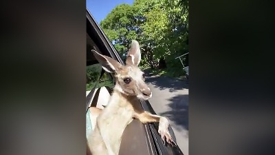 Kengur kućni ljubimac: UŽIVA u kolima (VIDEO)