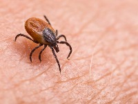 Hitno oglašavanje lekara: U Srbiji potvrđen prvi slučaj alergije na crveno meso izazvane ubodom opasnog parazita