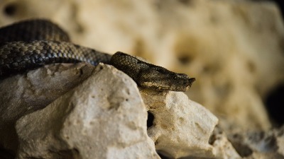 NAJEZDA zmija u Srbiji: Šta raditi ako vas ujede NAJEZDA zmija u Srbiji: Šta raditi ako vas ujede