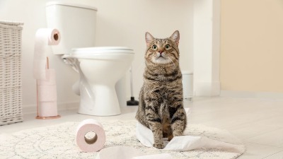 Stavljate toalet papir na WC šolju? Pod hitno to prestanite da radite - može da bude opasno 