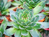 Svaki dan je jela po JEDAN list čuvarkuće pre doručka i kafe: Evo šta joj se desilo sa telom POSLE MESEC dana 