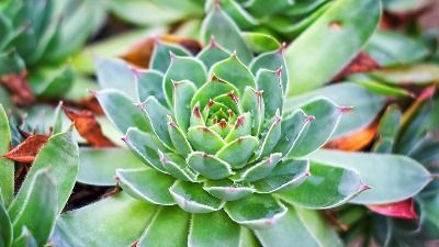 Svaki dan je jela po JEDAN list čuvarkuće pre doručka i kafe: Evo šta joj se desilo sa telom POSLE MESEC dana 