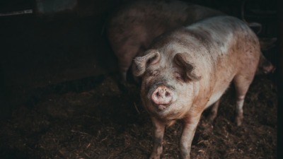 Odbornikove svinje prave haos u selu: "Preti nam i glumi žrtvu"