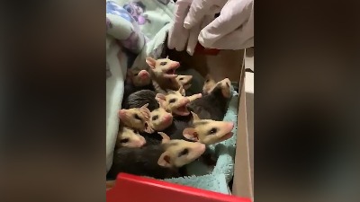Retko ih je ovoliko: Oposum "doneo bebice" (VIDEO)