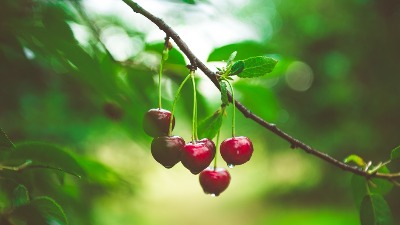 5 razloga zašto treba da jedete trešnje