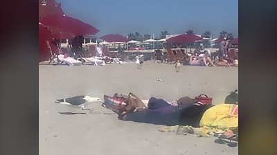 Zaspali na plaži: Galeb im dograbio čips (VIDEO)
