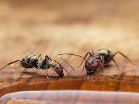 Mravi beže glavom bez obzira od ove kuhinjske namirnice! Spas u poslednji čas 